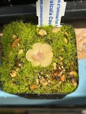 Pinguicula caudata for sale  UK