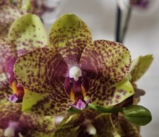 Phalaenopsis grosseto rchidee gebraucht kaufen  Ichenhausen