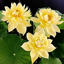 Chinesische mini lotusblume gebraucht kaufen  Recklinghausen