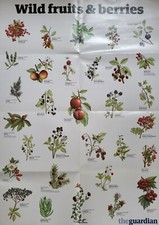 Guardian wild fruits for sale  MACHYNLLETH