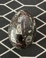 Egg shaped orthoceras for sale  CAMBRIDGE