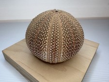 sea urchin shells for sale sea urchin shells for sale Richmond