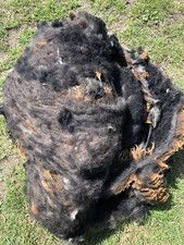 Jacob cheviot lamb for sale  BURY ST. EDMUNDS