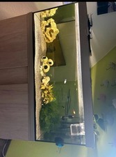 Aquarium gutem zustand gebraucht kaufen  Chemnitz