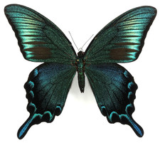 Papilio dehaanii tokaraensis gebraucht kaufen  München