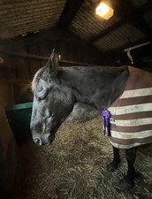 Rambo amigo fleece for sale  ST. IVES