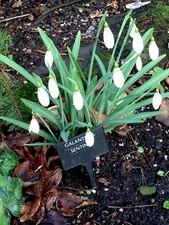 Galanthus sentinel snowdrop for sale  CHORLEY