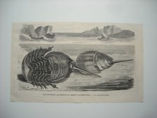 Gravure 1874. nouvelles d'occasion  Laxou