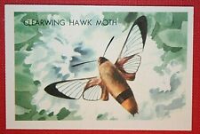 Clearwing hawk moth for sale Clearwing hawk moth for sale  DERBY