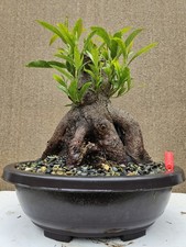 Old japanese blueberry for sale  Westminster