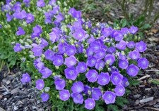 Campanula blue clips for sale  Hayden