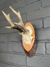Roe deer antlers for sale  LYMINGTON