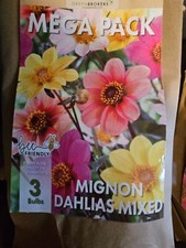 Dahlia mignon bulb for sale  WALSALL