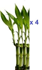 Live lucky bamboo for sale  Rego Park