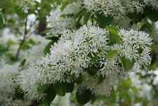 Graines arbre franges d'occasion  Mantes-la-Jolie