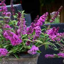 Buddleia flutterby pink for sale  KING'S LYNN