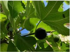 Black mission fig for sale  Irvine