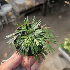 Eyelash fern actiniopteris for sale  West Covina