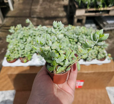 Cotyledon pendens live for sale  Covina