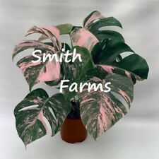 Seeds pink monstera for sale  Spring City