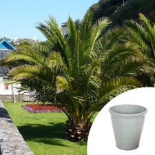 Exotic patio plant for sale  PETERBOROUGH