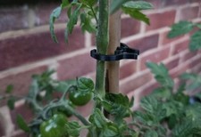 100 garden plant for sale 100 garden plant for sale  SOUTHAMPTON