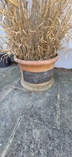 Large terracotta plant for sale  LONDON