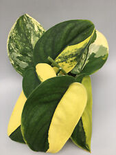 Scindapsus jade satin gebraucht kaufen  Wuppertal