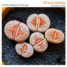 Lithops live stone for sale  TUNBRIDGE WELLS