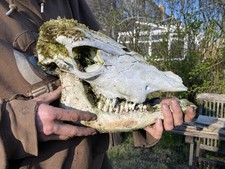 Real cow skull for sale  HEXHAM