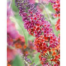 Buddleja buddleia hardy for sale  IPSWICH