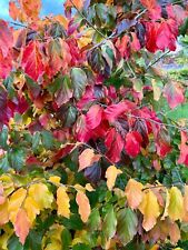 Parrotia persica persian for sale  ST. ASAPH