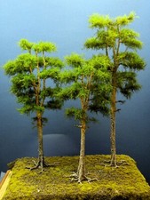 Diorama modell nadelbäume gebraucht kaufen  Leipzig
