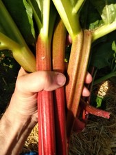 Graines rhubarbe ancienne d'occasion  Aix-en-Provence-