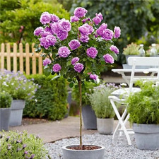Standard lilac rose for sale Standard lilac rose for sale  SPALDING