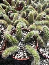 Monkey tail cactus for sale  Garden Grove