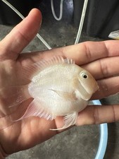 Inch platnium parrot for sale  Orange Park
