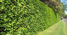 100 hornbeam hedging for sale  CRAIGAVON