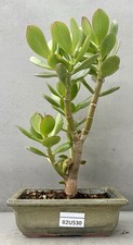 indoor bonsai for sale  LUTTERWORTH