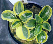 plants cute for sale  Pittsford
