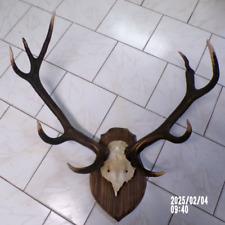 Superbe trophée cerf d'occasion  France