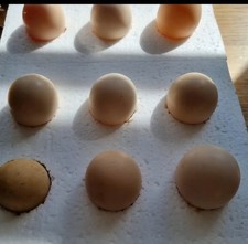 Silkie eggs mixed for sale  COLCHESTER