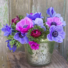 Anemone caen blue for sale  Camarillo