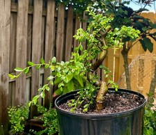 Chinese elm pre for sale  Bonita Springs