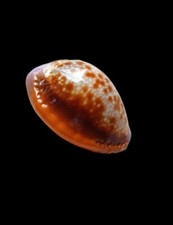 Shell cypraea naria usato  Forano