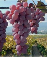 Uva Koshu-Japonesa- 5 estacas, sem raízes comprar usado  Enviando para Brazil