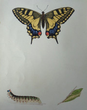 1865 history british for sale 1865 history british for sale  NORTHWICH