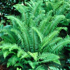Polystichum aculeatum hard for sale  UK