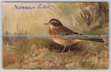 R763052 meadow pipit for sale  WARLINGHAM