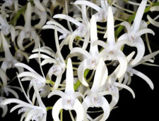 Dendrobium speciosum var. d'occasion  Paris XV